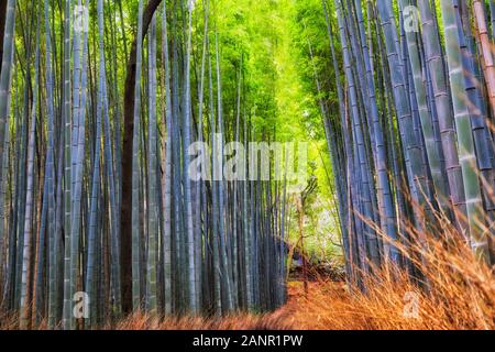 Dicken Bambus Wald im berühmten Bamboo Grove der Stadt Kyoto in Japan - hohe immergrüne Bäume wachsen über beliebte Wanderweg durch den Wald. Stockfoto