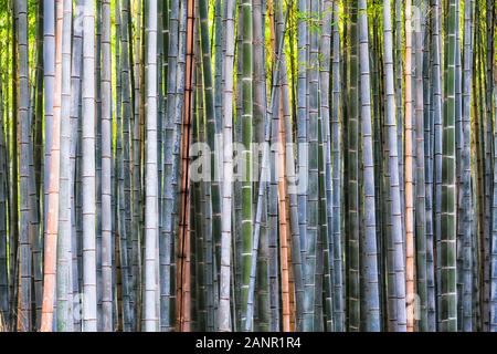 Dichten Trunks aus Bambus Bäume im Bamboo Grove Green Park von Kyoto Arashiyama Bereich tagsüber mit blockierten Sonne Licht und Abschnitte der Bäume. Stockfoto