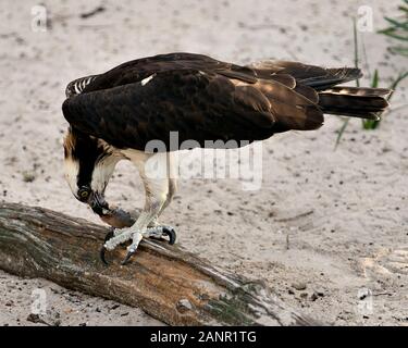 Osprey vogel Bild thront auf einem Baumstamm mit einem Fisch, braunen Federn Gefieder, talons in seiner Umwelt und Umgebung. Stockfoto