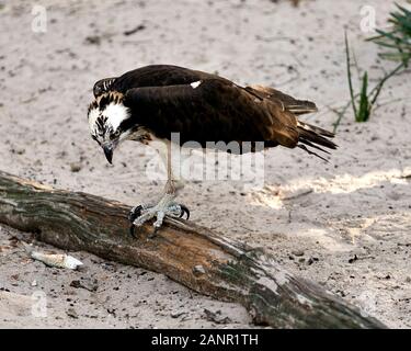 Osprey vogel Bild thront auf einem Baumstamm an seine Beute suchen, Anzeigen von braunen Federn, Krallen in seiner Umwelt und Umgebung. Stockfoto