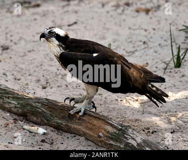 Osprey vogel Bild thront auf einem Baumstamm, braunen Federn in seiner Umwelt und Umgebung. Stockfoto