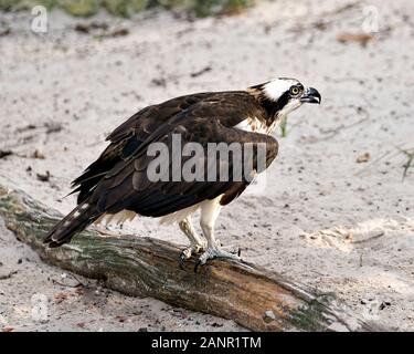 Osprey vogel Bild thront auf einem Baumstamm, braunen Federn, Krallen, flauschige Gefieder, in seiner Umwelt und Umgebung. Stockfoto