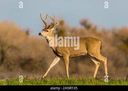 Kalifornien Blacktail Rotwild (O.h. columbianus) im San Luis National Wildlife Refuge im Central Valley in Kalifornien USA Stockfoto