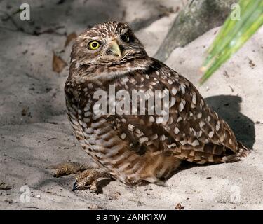Eule Nahaufnahme auf Sand mit Rock Hintergrund mit braunen Federn in Umwelt und Umgebung. Stockfoto