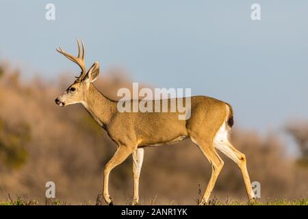 Kalifornien Blacktail Rotwild (O.h. columbianus) im San Luis National Wildlife Refuge im Central Valley in Kalifornien USA Stockfoto