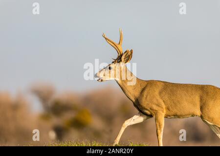 Kalifornien Blacktail Rotwild (O.h. columbianus) im San Luis National Wildlife Refuge im Central Valley in Kalifornien USA Stockfoto