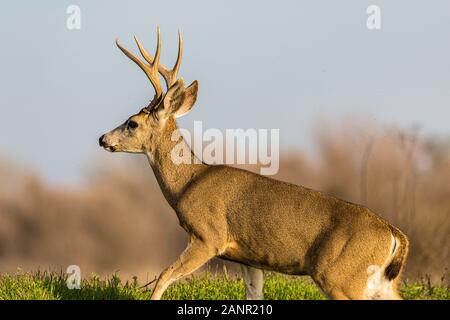 Kalifornien Blacktail Rotwild (O.h. columbianus) im San Luis National Wildlife Refuge im Central Valley in Kalifornien USA Stockfoto