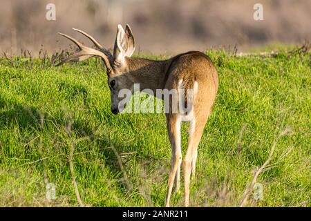 Kalifornien Blacktail Rotwild (O.h. columbianus) im San Luis National Wildlife Refuge im Central Valley in Kalifornien USA Stockfoto