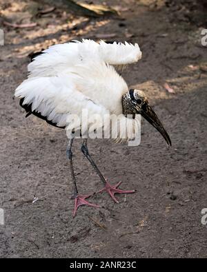 Holz Storch vogel Bild, seine wunderschönen weissen und schwarzen Federn Gefieder, Schnabel und rote Füße mit Hintergrund und seine Umgebung. Stockfoto
