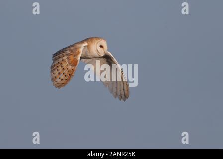 Barn Eule auf der Suche nach Voles Stockfoto