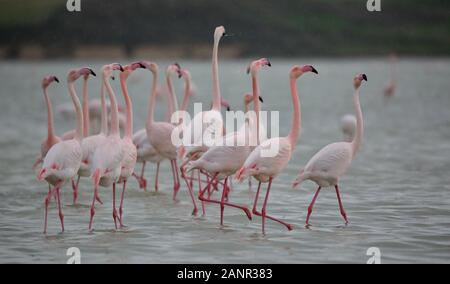 Spaziergang Gruppe von Flamingos in Salt Lake in der Nähe von Larnaca, Zypern. Stockfoto