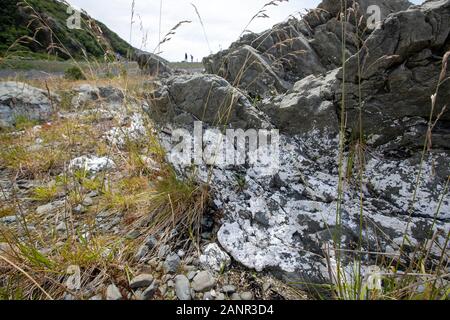 Kaikoura, Neuseeland: der Auftrieb durch das Erdbeben 2016 drückte Land aus dem Wasser, von den Weißen gezeigt - farbige Felsen nun klar der Gezeiten Stockfoto