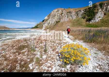 Kaikoura, Neuseeland: der Auftrieb durch das Erdbeben 2016 drückte Land aus dem Wasser, von den Weißen gezeigt - farbige Felsen nun klar der Gezeiten Stockfoto