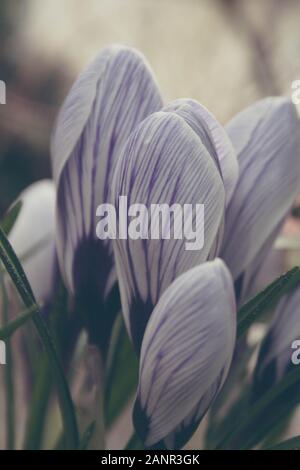 Schöne lila Krokusse im Frühling Stockfoto