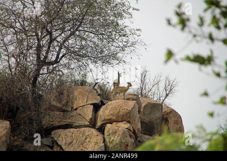 Der Steinbock ist eine gemeinsame kleine Antilope im südlichen Afrika wildlife Stockfoto