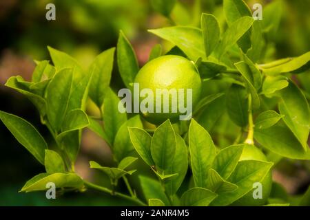 Zweig mit frischen unreife grüne Zitrone und Blätter wachsen auf Lemon Tree im Garten Stockfoto