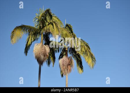 Zwei Palmen gegen einen leuchtend blauen Himmel Stockfoto