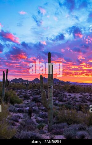 Epische und farbenfrohe Landschaft mit Kakteenpflanzen im Sonnenuntergang in der Wüste von Arizona. Stockfoto