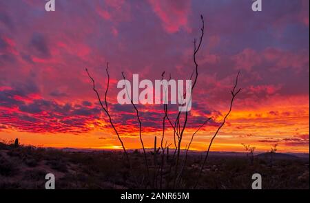 Epische und bunte Wüste in Arizona Sunset Landschaft mit Kakteen Pflanzen. Stockfoto