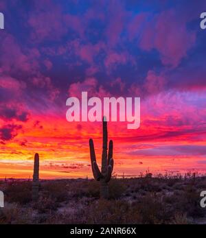 Epische und lebendige Wüste in Arizona Sunset Landschaft mit Saguaro Kakteen in North Scottsdale Stockfoto