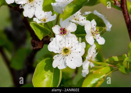 Weiße Krape Myrtle Flower Nahaufnahme. Stockfoto