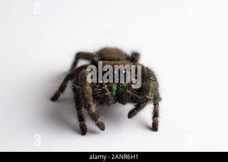 Nahaufnahme Foto einer isolierten Springspinne Stockfoto