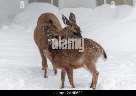 Im Schnee in einer ländlichen Hinterhof, eine Damhirschkuh kümmert sich um Ihren fawn, pflegen die dicken winter Fell (Snowbank und Teil eines Gewächshauses im Hintergrund). Stockfoto