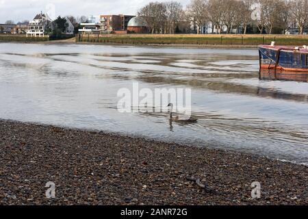 Ein jugendlicher Höckerschwan (Cygnus olor) schwimmt auf der Themse zwischen Greenwich und der Isle of Dogs, London, UK Stockfoto