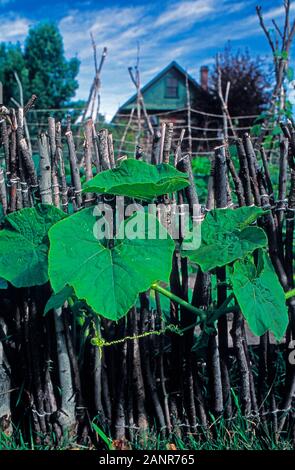 Junge unreife Kürbisreben, die auf einem Spalier in einem Bio-Garten wachsen Stockfoto