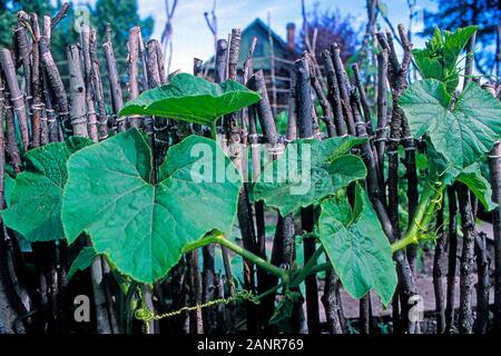 Junge unreife Kürbisreben, die auf einem Spalier in einem Bio-Garten wachsen Stockfoto