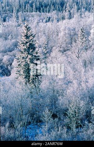 Raureif oder rime Eis auf Bäume in Alberta, Kanada während eines kalten Wintertag Stockfoto