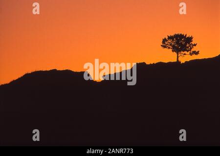 Silhouette eines einsamen pole Lodge Pine auf einem schroffen Rock Hill Stockfoto