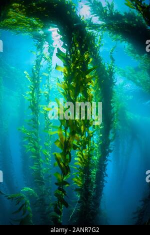 Aus dem blauen Wasser ragen hohe grüne Kelpenstöcke im Kelpwald am Point Loma, Kalifornien, auf. Stockfoto