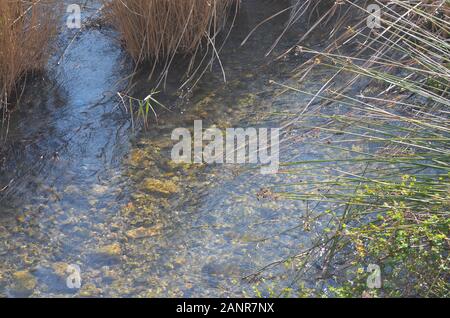 Unterlauf des Flusses Turia im Winter, Naturpark Turia, Valencia (Ostspanien) Stockfoto