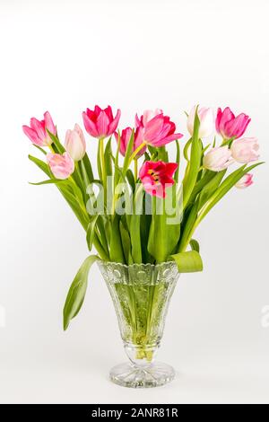 Frühling Frische bunte Tulpen im Glas Vase auf weißem Hintergrund. Herzliche Gratulation. Valentinstag, Frühling, Ostern. Platz für Text. Stockfoto