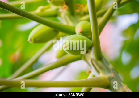 Fruites auf der Papaya, Papaya oder Papaya ist die Anlage Carica papaya, einem der 22 anerkannten Arten in der Gattung Carica der Familie Caricaceae Stockfoto