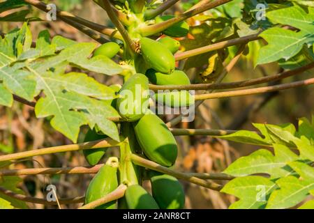 Fruites auf der Papaya, Papaya oder Papaya ist die Anlage Carica papaya, einem der 22 anerkannten Arten in der Gattung Carica der Familie Caricaceae Stockfoto