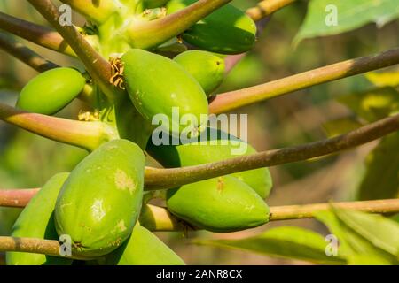 Fruites auf der Papaya, Papaya oder Papaya ist die Anlage Carica papaya, einem der 22 anerkannten Arten in der Gattung Carica der Familie Caricaceae Stockfoto