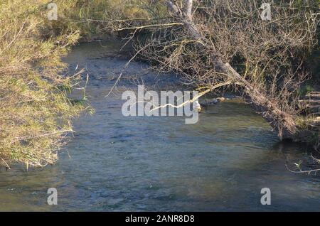 Unterlauf des Flusses Turia im Winter, Naturpark Turia, Valencia (Ostspanien) Stockfoto