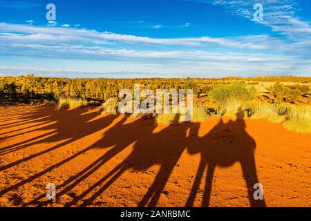 Kameluntergangstour in der Nähe von Uluru erzeugt dramatische Schatten auf der roten Erde. Yulara, Northern Territory, Australien Stockfoto