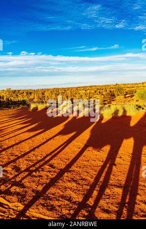 Kameluntergangstour in der Nähe von Uluru erzeugt dramatische Schatten auf der roten Erde. Yulara, Northern Territory, Australien Stockfoto