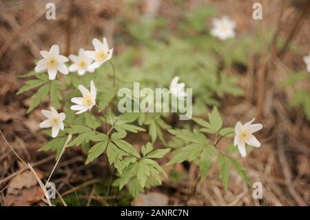 Schöne weiße Wildanemone adonis Blumen im Quellwald. Stockfoto