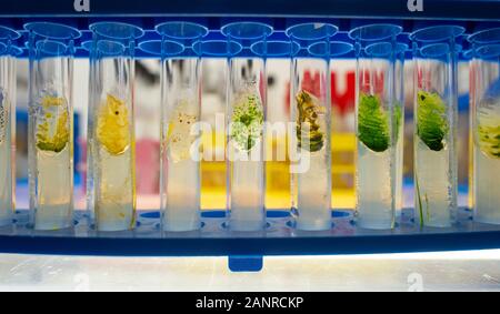 13. Januar 2020, Sachsen-Anhalt, Köthen: Algen Belastung Kulturen können im Reagenzglas im Labor für Algen stammsammlung an der Hochschule Anhalt gesehen werden. Die Wissenschaftler und Studenten der Abteilung für Angewandte Biowissenschaften und Prozesstechnik forschen an verschiedenen Algen Kulturen im Labor. Foto: Klaus-Dietmar Gabbert/dpa-Zentralbild/dpa Stockfoto