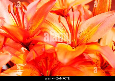 Orange Blüten im Sonnenlicht zu ändern in verschiedenen Schattierungen der Farben Stockfoto