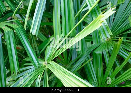 Details zu tropischen Palmenblättern Stockfoto
