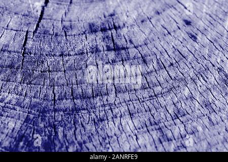 Baum geschnitten Textur hautnah. Holz- hintergrund blau getönt Stockfoto