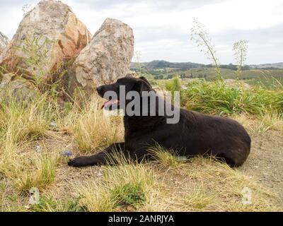 Schwarz stray Labrador Hund am Boden, Tandil, Buenos Aires, Argentinien. Stockfoto