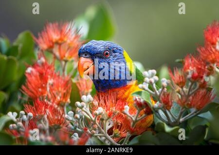 Farbenfroher Regenbogen Lorikeet, der sich von der Blüte ernährt. Stockfoto