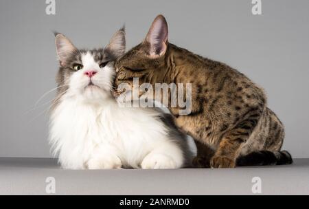 Zwei Hauskatzenfreunde in Großbritannien Stockfoto