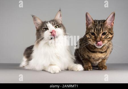 Zwei Hauskatzenfreunde in Großbritannien Stockfoto